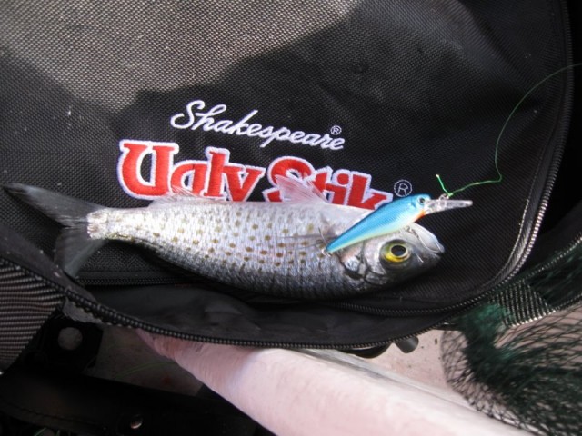 herring on swimming lure.