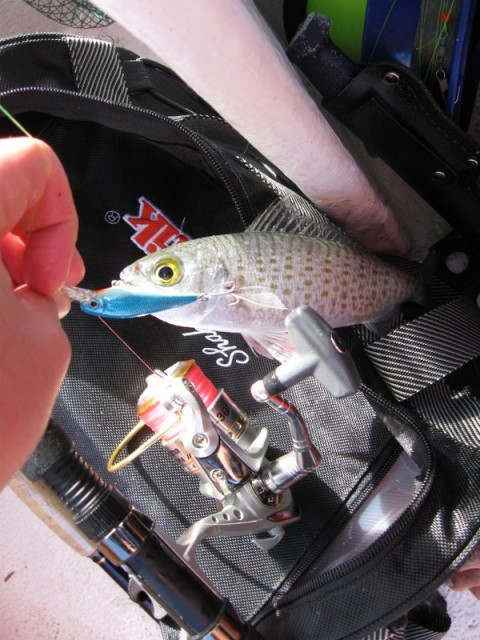 herring on swimming lure.