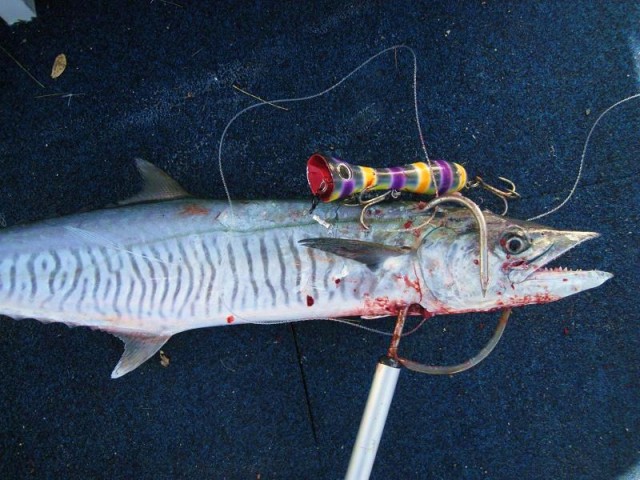 bad photo of a mackie caught on popper today