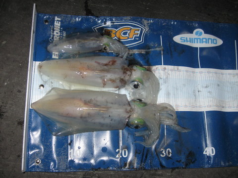 Lancelin Squid