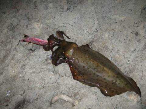 Last nights squid 13/6/11