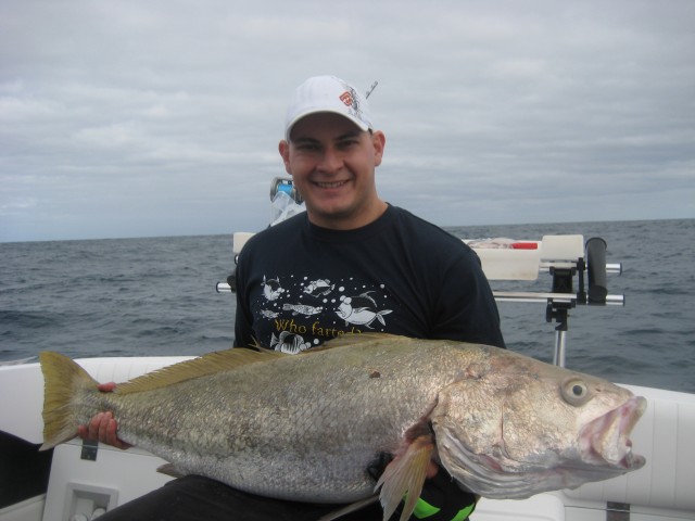 mulloway