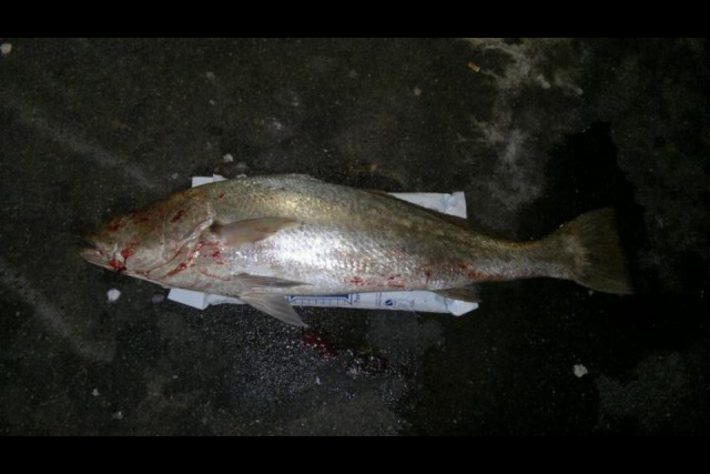 freo ESHED mulloway!