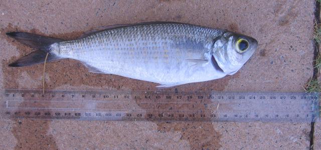 JLB- Fat 25cm herring