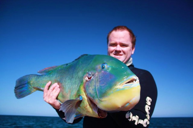 Fozz's PB Pilbara Bluebone