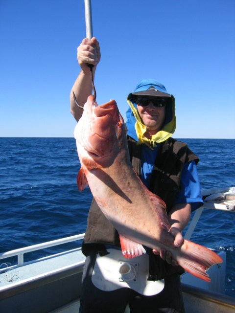 Coral trout