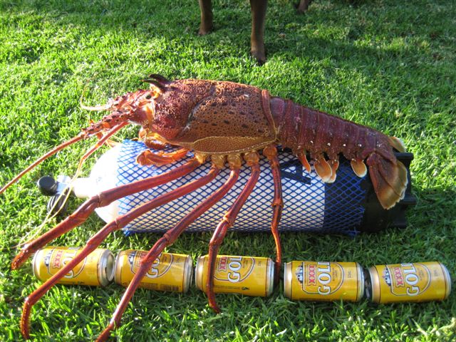 cray fish