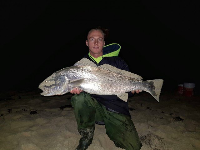 School mulloway