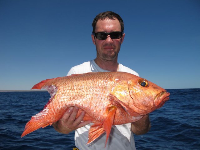 big mangrove jack