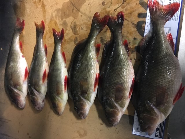 fat marron filled perch