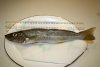 PB Yellowfin Whiting