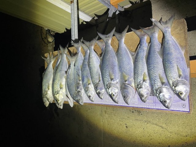 Arvo tailor Arvo tailor