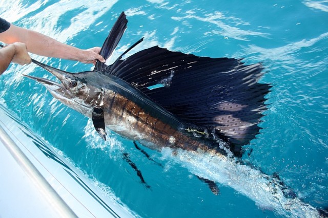 Sailfish