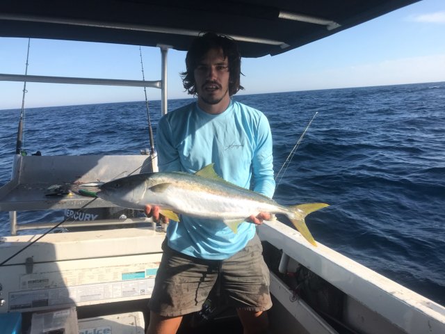 Metro kingfish Metro kingfish