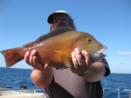 Baldchin Groper Abrolhos Islands 2011