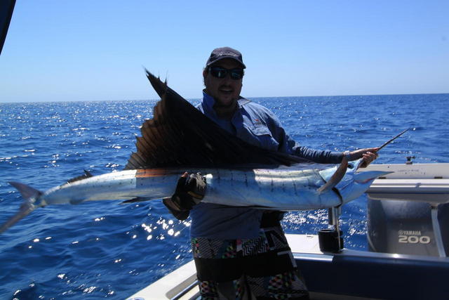 Family Sailfish