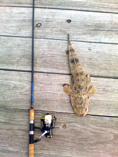 Swan Flathead