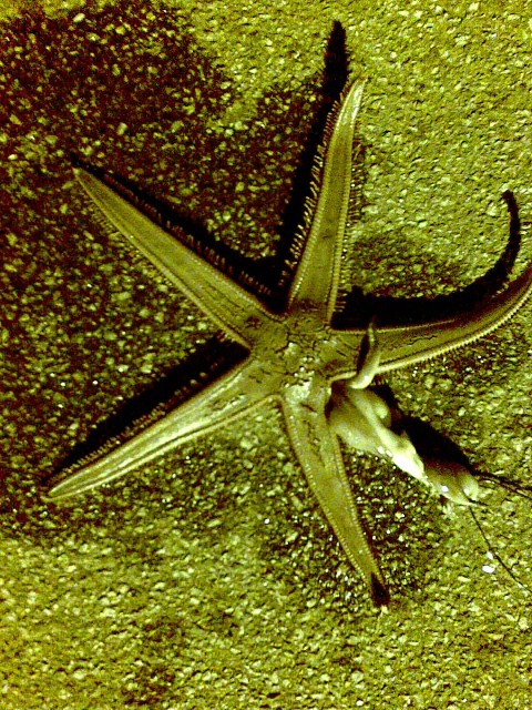 starfish at e -shed