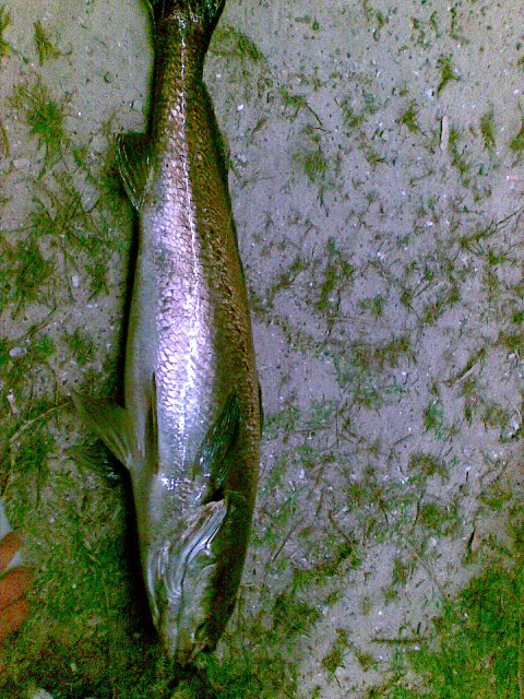 18 k g mulloway at narrows