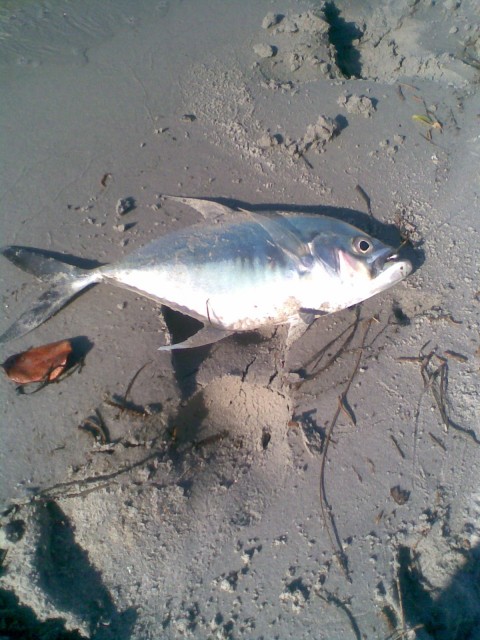 diamond trevally on 2lb