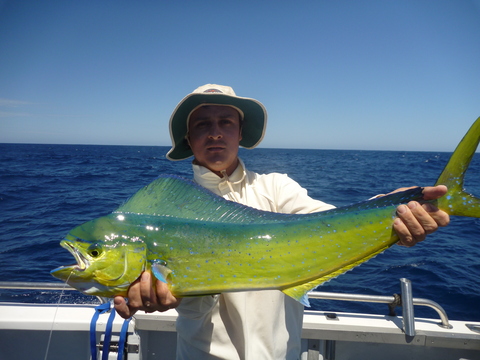 Free The Mahi Mahi