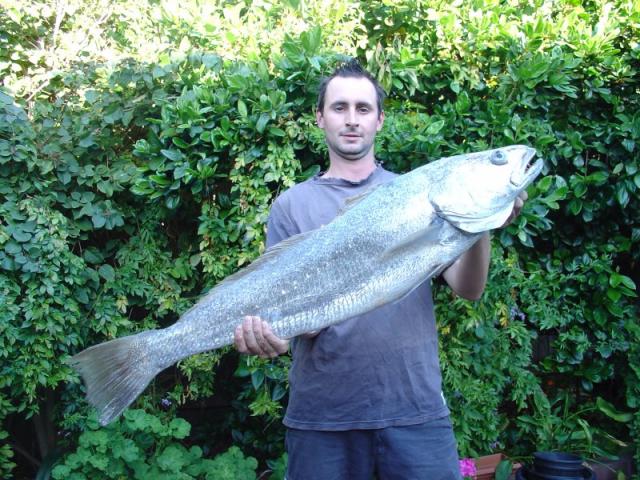 Kalbarri Mulloway