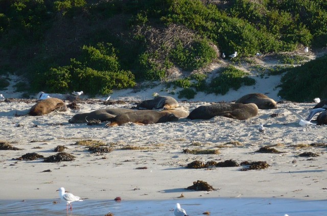 Beach Bums