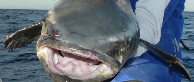 Exmouth Cobia (the business end)