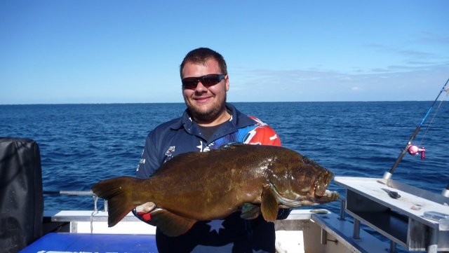 abrolhos trout