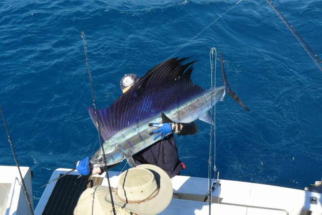 some sailfish action