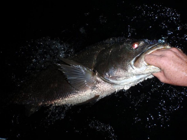 Last nights Mulloway!