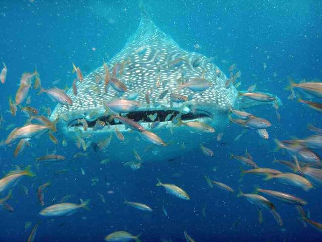 Tim's Whale Shark 02