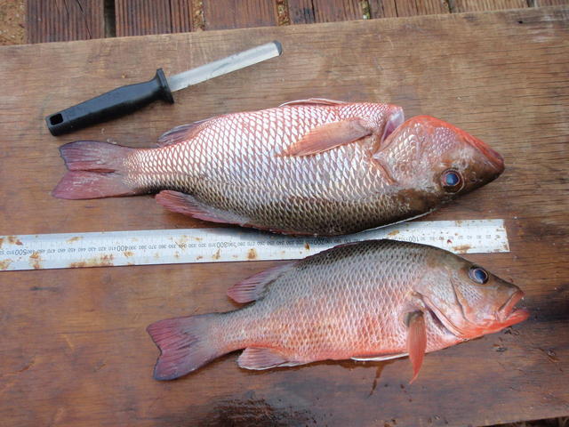 47cm Mangrove Jack 