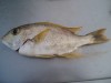 Robinson Sea  Bream