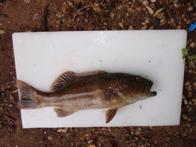 Coral Trout caught of the rock groyne this morning!