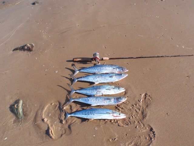 Pilbara Doggies