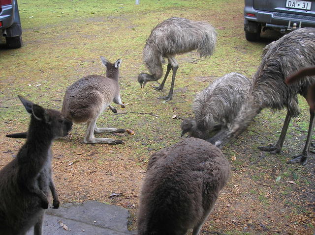 Kangaroos And Emus