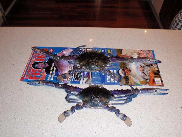 2 blue swimmer crabs