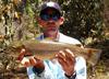 Brown trout