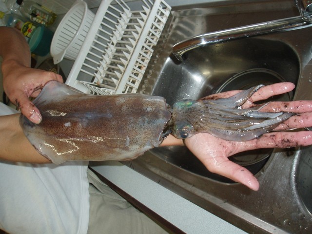 700g SQUID!