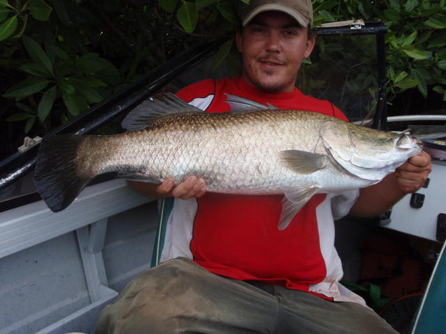 93cm Barramundi