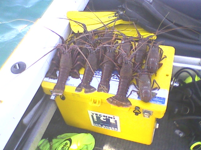 Mandurah Crays