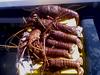 Cray fish off Mandurah