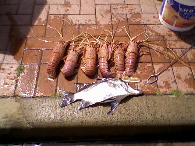 Boarfish caught with cray snare