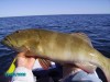 Kayak Coral Trout