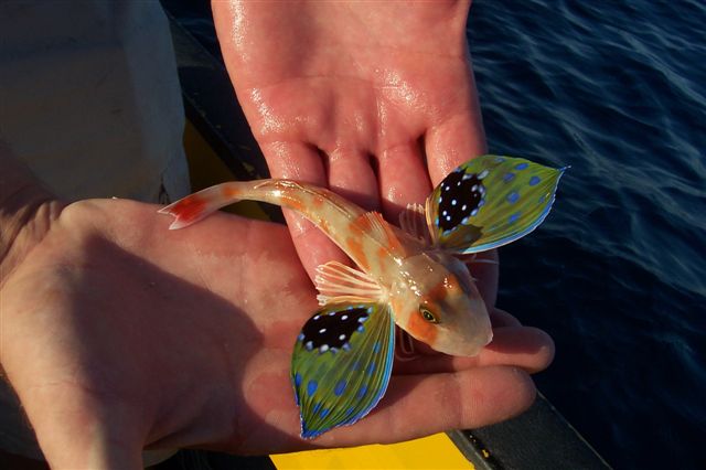 Red Gurnard