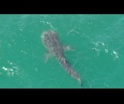 City Beach whale shark