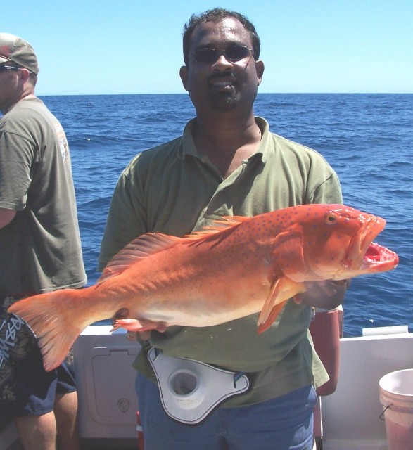 Hedland Trout