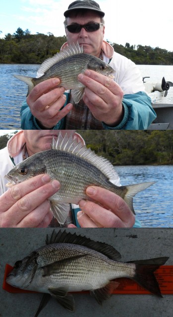 20080726 - Bream Fishing 8