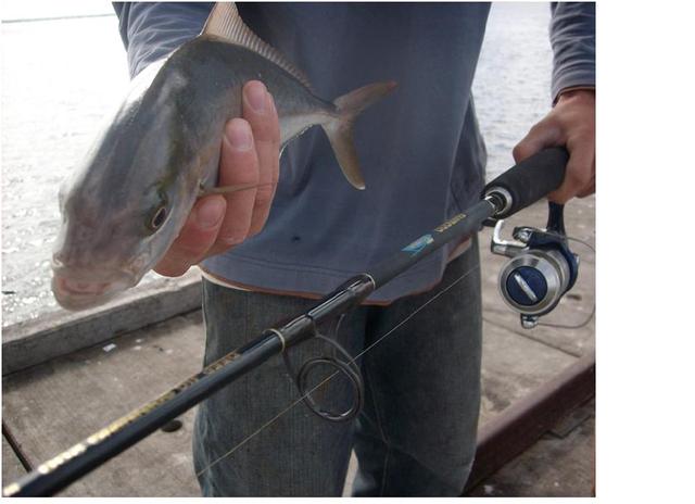 Litttle Yellow Tail Kingfish.